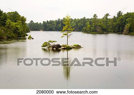Stock Image - Lone Pine Reflected In River Water; Ontario, Canada. Fotosearch