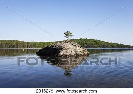 Lone Pine Sapling Growing Atop A Granite Rock By Smoke Lake In Algonquin Park; Ontario Canada View Large Photo Image Stock Photography - Lone Pine Sapling Growing Atop A Granite Rock By Smoke Lake In Algonquin Park; Ontario Canada. Fotosearch