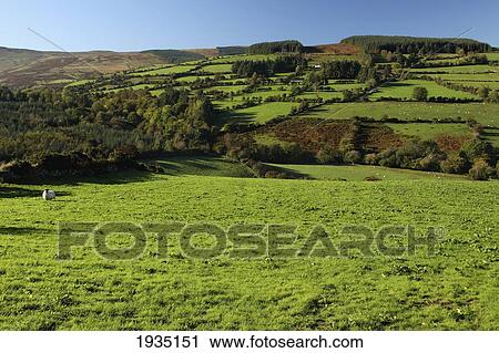 Stock Image - Lone Sheep In Nire Valley Landscape; Clonmel, County Tipperary, Ireland. Fotosearch