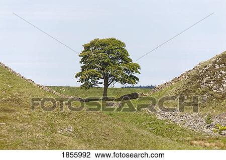 Lone Tree At Bottom Of Hill, Northumberland, England View Large Photo Image Stock Image - Lone Tree At Bottom Of Hill, Northumberland, England. Fotosearch