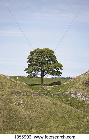 Lone Tree At Bottom Of Hill, Northumberland, England View Large Photo Image Stock Image - Lone Tree At Bottom Of Hill, Northumberland, England. Fotosearch
