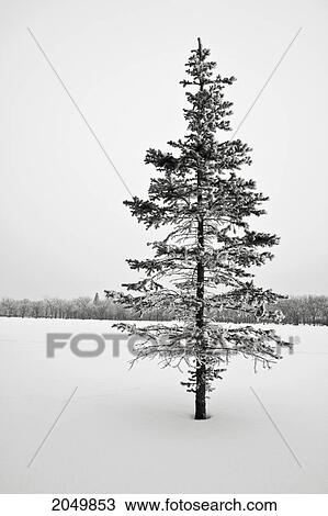 Lone Tree In Winter, Assiniboine Park, Winnipeg, Manitoba View Large Photo Image Stock Image - Lone Tree In Winter, Assiniboine Park, Winnipeg, Manitoba. Fotosearch