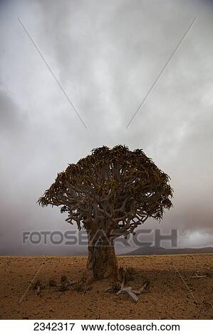 Lonely Quiver Tree In Cloudy Desert; Namibia View Large Photo Image Stock Photo - Lonely Quiver Tree In Cloudy Desert; Namibia. Fotosearch