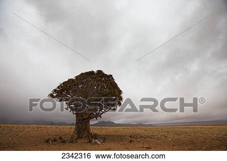 Stock Photograph - Lonely Quiver Tree In Cloudy Desert; Namibia. Fotosearch