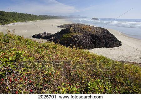 Stock Image - Long Beach In Pacific Rim National Park Near Tofino; British Columbia Canada. Fotosearch