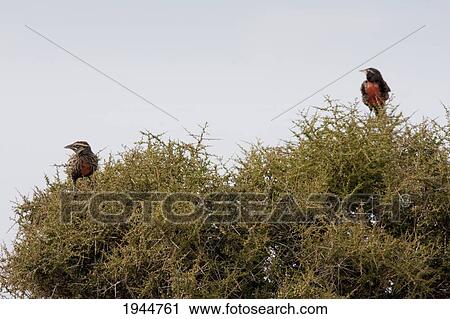 Long-Tailed Meadowlark (Sturnella Loyca), Peninsula Valdes, Chubut, Argentina View Large Photo Image Stock Image - Long-Tailed Meadowlark (Sturnella Loyca), Peninsula Valdes, Chubut, Argentina. Fotosearch
