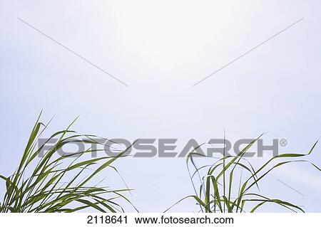Stock Image - Long Wild Grass Blowing In Wind Against Sky; Ontario Canada. Fotosearch