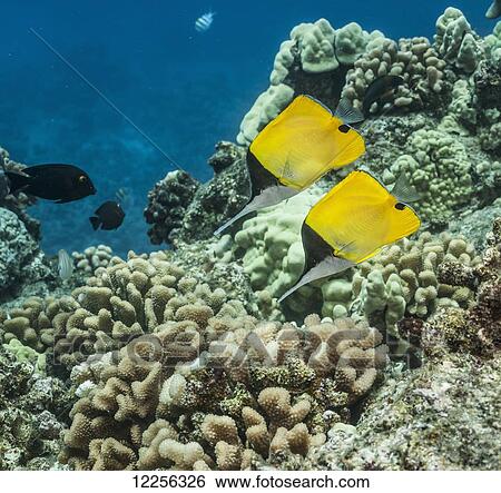 Stock Photograph - Longnose Butterflyfish (Forcipiger longirostris) pair over Cauliflower Coral (Pocillopora meandrina); Kona, Island of Hawaii, Hawaii, United States of America. Fotosearch