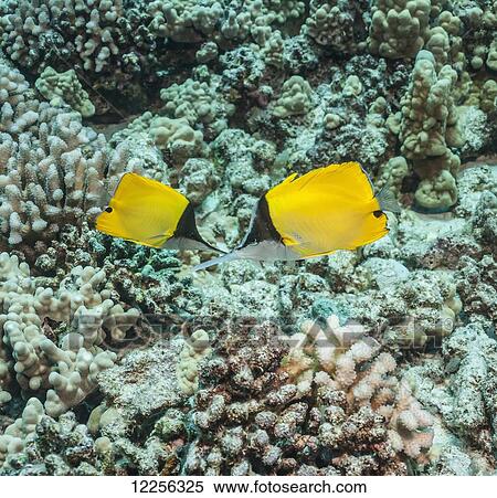 Stock Photography - Longnose Butterflyfish (Forcipiger longirostris); Kona, Island of Hawaii, Hawaii, United States of America. Fotosearch