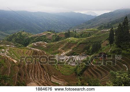 Stock Photograph - Longsheng Rice Terraces At Pingan Village In The Fog; Pingan, Guangxi, China. Fotosearch