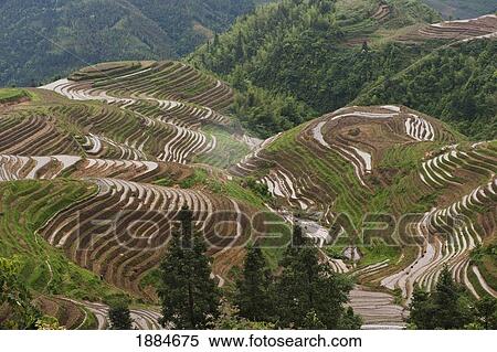 Longsheng Rice Terraces At Pingan Village; Pingan, Guangxi, China View Large Photo Image Stock Photography - Longsheng Rice Terraces At Pingan Village; Pingan, Guangxi, China. Fotosearch