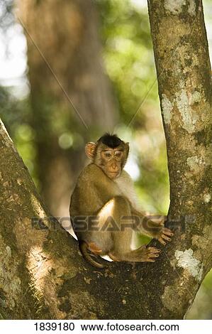 Longtail Macaque (Macaca Fascicularis) Sitting On Tree; Sepilok Man Of The Forest Sanctuary, Sepilok, Borneo, Sabah, Malaysia View Large Photo Image Stock Image - Longtail Macaque (Macaca Fascicularis) Sitting On Tree; Sepilok Man Of The Forest Sanctuary, Sepilok, Borneo, Sabah, Malaysia. Fotosearch
