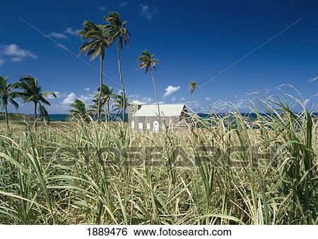 Stock Photograph - Looking Across Cane Fields To Small Church. Fotosearch