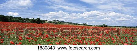 Stock Photo - Looking Across Field Of Poppies To Small Village In Provence. Fotosearch