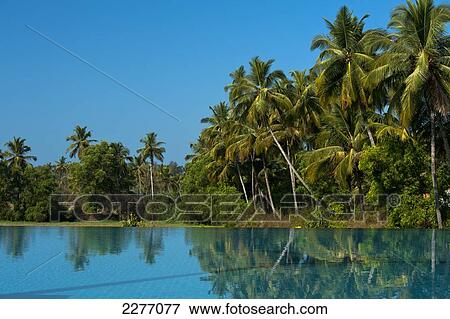 Looking across infinity pool to fields and palm trees; Goa, India View Large Photo Image Stock Photo - Looking across infinity pool to fields and palm trees; Goa, India. Fotosearch