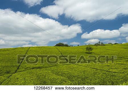 Stock Photo - Looking across tea bushes on the Satemwa Tea Estate; Thyolo, Malawi. Fotosearch