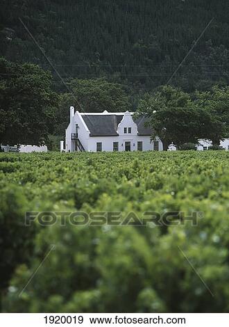 Looking Across Vineyard View Large Photo Image Stock Photo - Looking Across Vineyard. Fotosearch