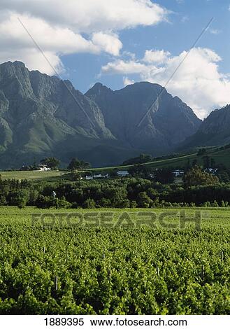 Looking Across Vineyards View Large Photo Image Stock Photography - Looking Across Vineyards. Fotosearch