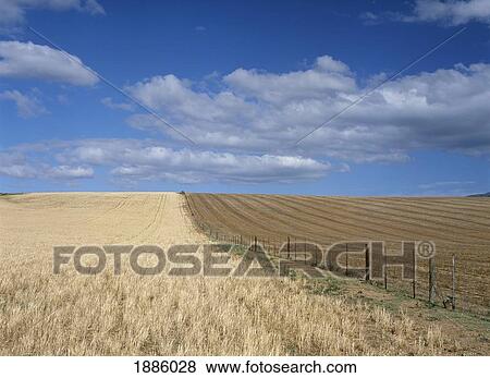 Looking Along Fence In Fields In The Western Cape View Large Photo Image Stock Photo - Looking Along Fence In Fields In The Western Cape. Fotosearch