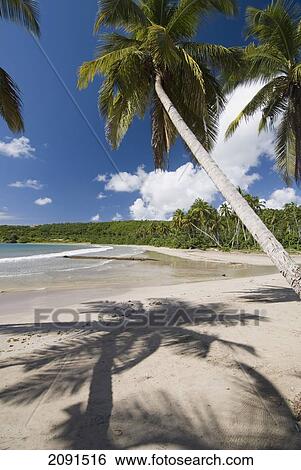 Stock Photograph - Looking Along The Beach At La Sagesse, Grenada.. Fotosearch