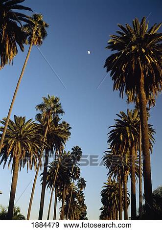 Looking Down Palm Tree Lined Street At Dusk View Large Photo Image Stock Photo - Looking Down Palm Tree Lined Street At Dusk. Fotosearch