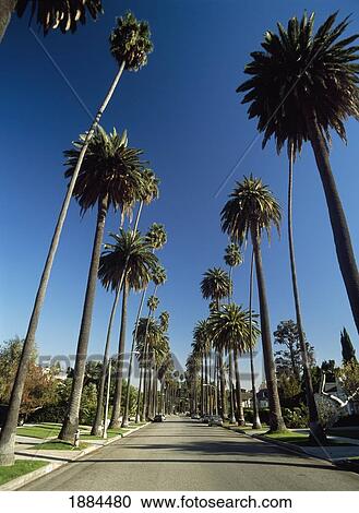 Stock Image - Looking Down Palm Tree Lined Street. Fotosearch