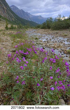 Stock Image - Looking Down Towards The Astoria River Valley With Wildflowers In The Foreground, Jasper National Park, Alberta. Fotosearch