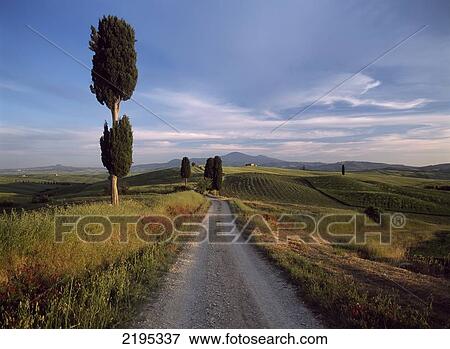 Stock Photo - Looking Down Track Lined With Cypress Trees At Dusk To Old Farmhouse On Hill Near Pienza, Val 'orcia, Tuscany, Italy.. Fotosearch