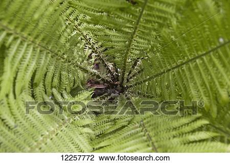 Looking into the soft green head of a young Fiddlehead Fern in the summer along the Russian River trail, Kenai Peninsula, Southcentral Alaska, Summer View Large Photo Image Stock Image - Looking into the soft green head of a young Fiddlehead Fern in the summer along the Russian River trail, Kenai Peninsula, Southcentral Alaska, Summer. Fotosearch
