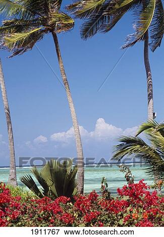 Looking Out To Sea Across Bougainvillea Bushes From The Palms Hotel, Paje, Zanzibar, Tanzania. View Large Photo Image Stock Photo - Looking Out To Sea Across Bougainvillea Bushes From The Palms Hotel, Paje, Zanzibar, Tanzania.. Fotosearch