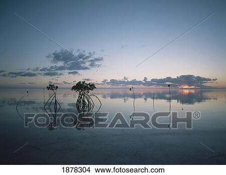 Picture - Looking Out To Sea Past Mangrove Shoots At Sunset. Fotosearch