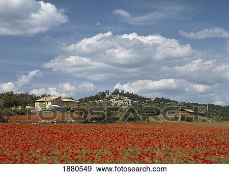 Looking Over A Field Of Red Poppies In Provence, France View Large Photo Image Stock Photo - Looking Over A Field Of Red Poppies In Provence, France. Fotosearch