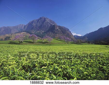Looking Over Tea Bushes To Jacaranda Trees In Bloom Beneath Mt Mulanje View Large Photo Image Stock Image - Looking Over Tea Bushes To Jacaranda Trees In Bloom Beneath Mt Mulanje. Fotosearch