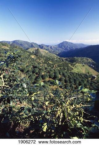 Stock Image - Looking Through Coffee Bushes On Alec Twyman's Blue Mountain Coffee Estate, Jamaica.. Fotosearch