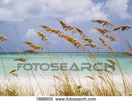 Looking Through Grass To Couple Swimming Off Parrot Cay Beach View Large Photo Image Stock Photography - Looking Through Grass To Couple Swimming Off Parrot Cay Beach. Fotosearch