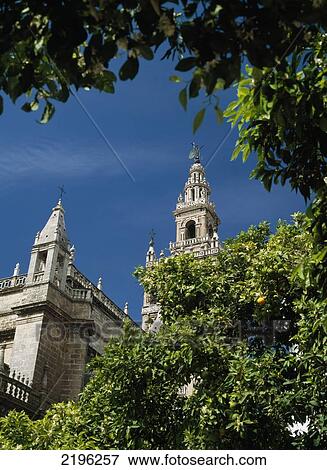 Stock Photo - Looking Through Orange Trees To The Giralda, Seville, Andalucia, Spain.. Fotosearch
