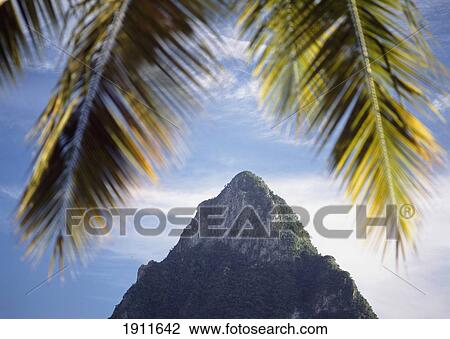 Looking Through Palm Tree On The Beach At Soufriere At Dusk Towards Petit Piton, St Lucia. View Large Photo Image Stock Image - Looking Through Palm Tree On The Beach At Soufriere At Dusk Towards Petit Piton, St Lucia.. Fotosearch