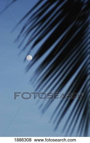 Stock Photo - Looking Through Palm Tree To Moon At Dusk. Fotosearch