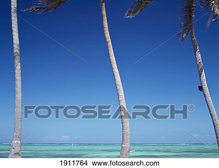 Picture - Looking Through Palm Trees And Out To Sea On The East Coast Near The Palms Hotel, Paje, Zanzibar, Tanzania.. Fotosearch