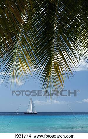 Picture - Looking Through Palm Trees To Large Yacht Off The West Coast Of Barbados; Barbados. Fotosearch