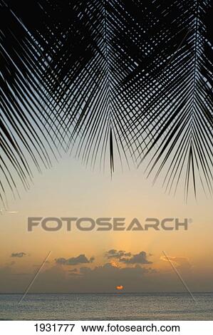 Stock Photo - Looking Through Palm Trees To Sunset On The West Coast Of Barbados; Barbados. Fotosearch