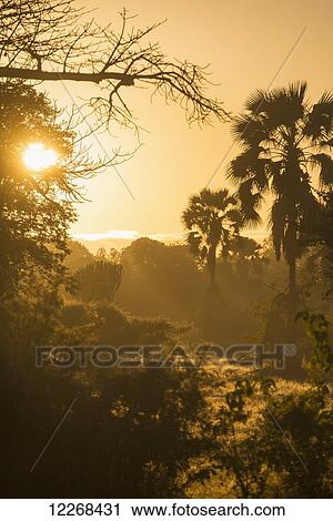 Stock Image - Looking through the bush at sunrise, Liwonde National Park; Malawi. Fotosearch
