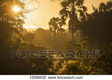 Stock Image - Looking through the bush at sunrise, Liwonde National Park; Malawi. Fotosearch