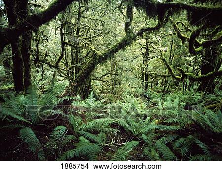Looking Through Thick Forest Beside The Routeburn Track View Large Photo Image Picture - Looking Through Thick Forest Beside The Routeburn Track. Fotosearch