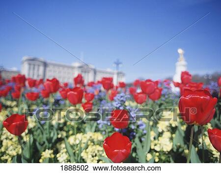 Stock Image - Looking Through Tulips To Buckingham Palace And The Queen Victoria Memorial. Fotosearch