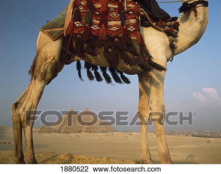 Looking Under Camel To Great Pyramids Of Giza View Large Photo Image Stock Image - Looking Under Camel To Great Pyramids Of Giza. Fotosearch