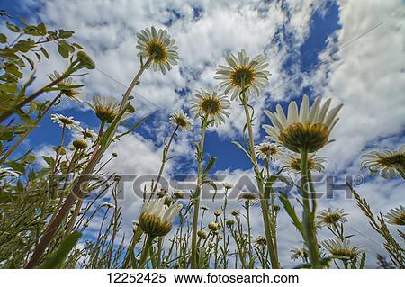 Stock Photography - Looking up at daisies (Bellis pernnis)for a unique perspective; British Columbia, Canada. Fotosearch