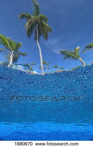 Looking Up At Palm Trees From Underwater In Swimming Pool View Large Photo Image Stock Image - Looking Up At Palm Trees From Underwater In Swimming Pool. Fotosearch