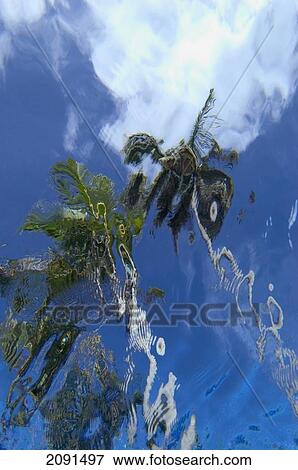 Looking Up At Palm Trees From Underwater In Swimming Pool, Punta Cana, Dominican Republic. View Large Photo Image Stock Photo - Looking Up At Palm Trees From Underwater In Swimming Pool, Punta Cana, Dominican Republic.. Fotosearch