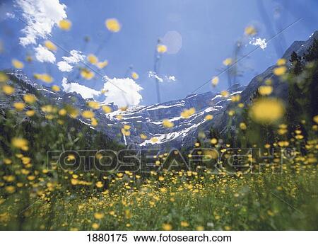 Stock Photography - Looking Up Through Field Of Buttercups Towards Mountains. Fotosearch